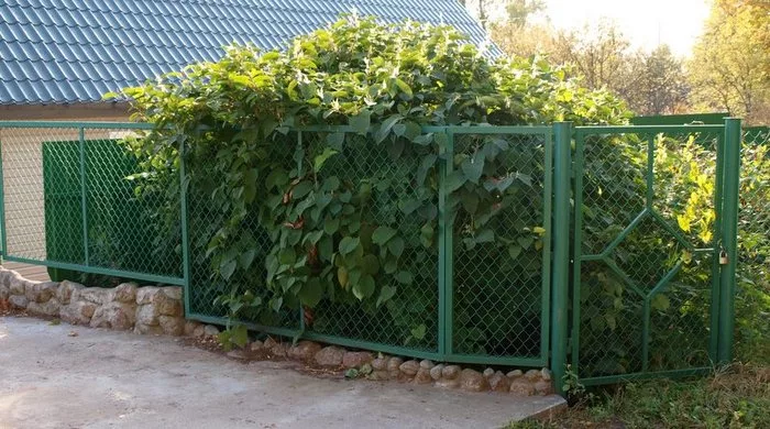 забор из Рабицы